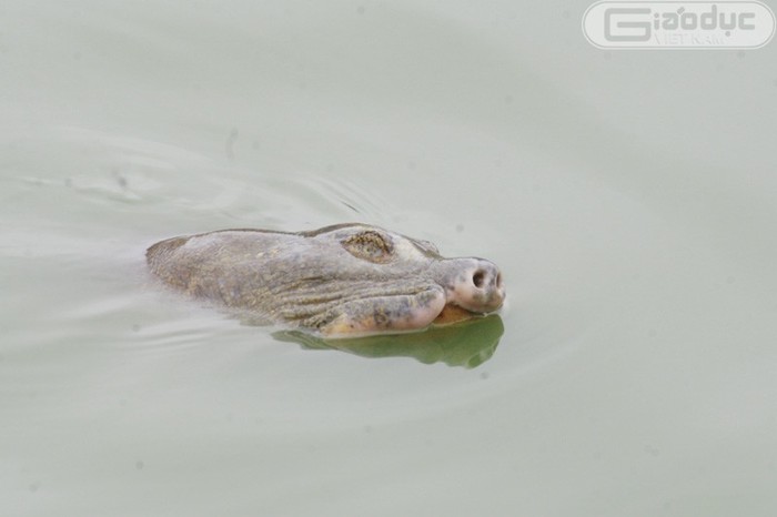 Nguồn sống của cụ Rùa Hồ Gươm lại một lần nữa bị đe dọa bởi "câu tặc" hàng đêm